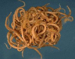ascaris parasite