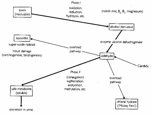 detox pathways