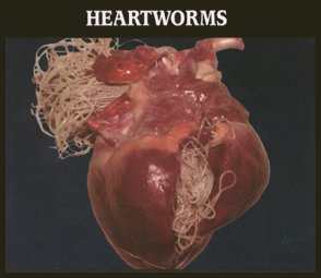 heart worms