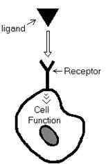 cell