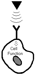 cell